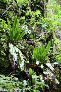 Asplenium scolopendrium subsp. scolopendrium – jelení jazyk celolistý pravý