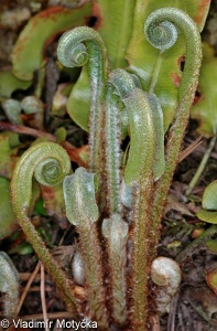 Asplenium scolopendrium – jelení jazyk celolistý