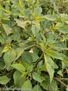 Physalis angulata
