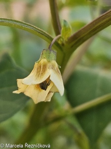 Physalis angulata