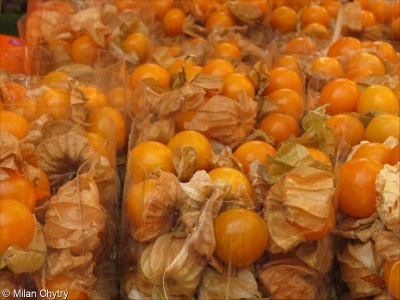 Physalis peruviana &ndash; mochyně peruánská