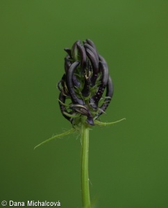 Phyteuma nigrum – zvonečník černý