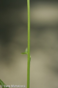 Phyteuma nigrum