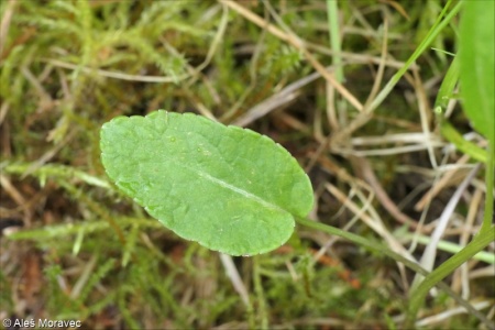 Phyteuma orbiculare