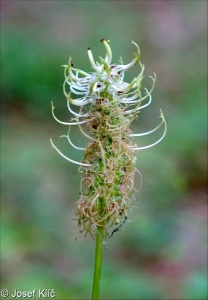 Phyteuma spicatum