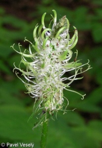 Phyteuma spicatum – zvonečník klasnatý
