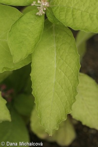 Phytolacca acinosa – líčidlo jedlé