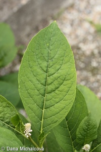 Phytolacca acinosa – líčidlo jedlé