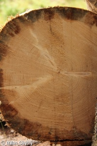 Picea abies – smrk ztepilý