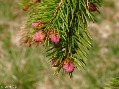 Picea abies – smrk ztepilý