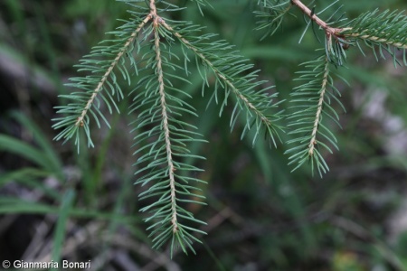 Picea glauca – smrk sivý
