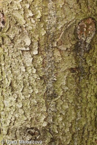Picea glauca – smrk sivý