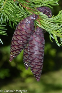 Picea omorika &ndash; smrk omorika