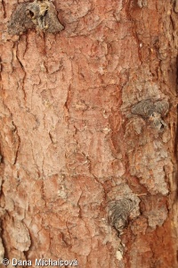 Picea omorika – smrk omorika