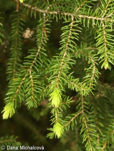 Picea orientalis – smrk východní
