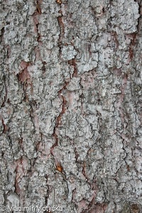 Picea pungens – smrk pichlavý
