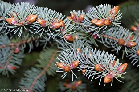 Picea pungens – smrk pichlavý