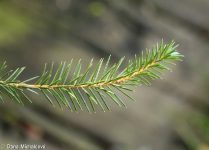 Picea sitchensis – smrk sitecký, sitka