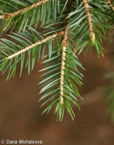 Picea sitchensis – smrk sitecký, sitka