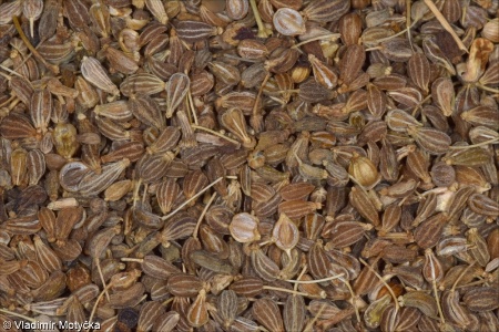 Pimpinella anisum &ndash; bedrník anýz