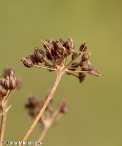 Pimpinella saxifraga – bedrník obecný