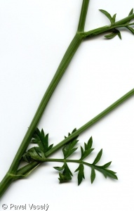 Pimpinella saxifraga – bedrník obecný