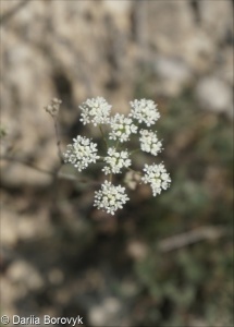 Pimpinella tragium subsp. titanophila