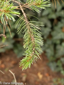 Pinus aristata