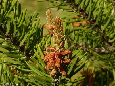 Pinus banksiana – borovice Banksova, banksovka