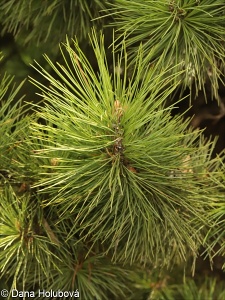 Pinus cembra – borovice limba, limba