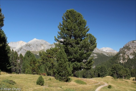 Pinus cembra – borovice limba, limba