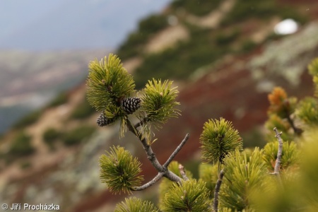 Pinus mugo – borovice kleč, kosodřevina