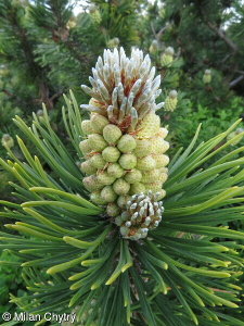 Pinus mugo – borovice kleč, kosodřevina