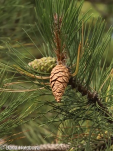 Pinus nigra – borovice černá