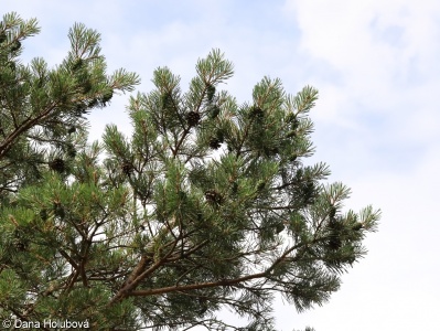 Pinus nigra subsp. nigra – borovice černá pravá