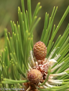 Pinus nigra subsp. nigra – borovice černá pravá