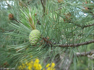 Pinus nigra subsp. pallasiana