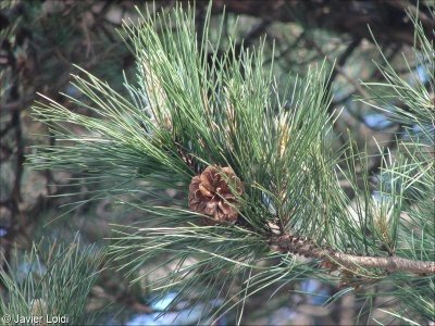 Pinus nigra