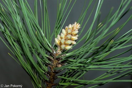 Pinus ponderosa – borovice těžká