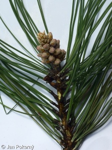 Pinus ponderosa subsp. ponderosa – borovice těžká pravá