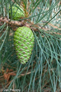 Pinus rigida – borovice tuhá