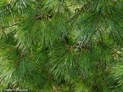 Pinus strobus – borovice vejmutovka, vejmutovka