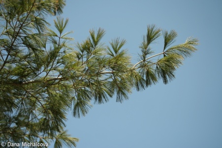 Pinus strobus