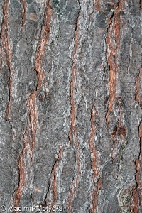 Pinus strobus – borovice vejmutovka, vejmutovka