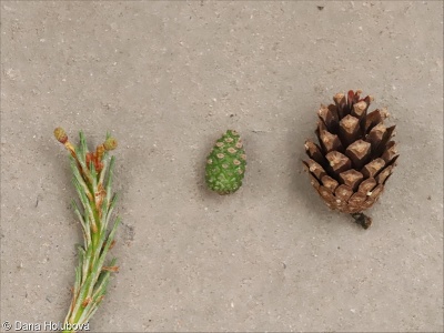 Pinus sylvestris – borovice lesní, sosna