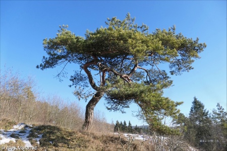 Pinus sylvestris
