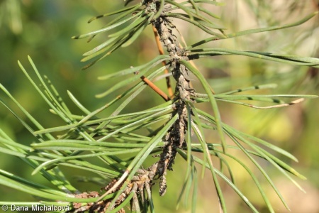 Pinus mugo agg. – okruh borovice kleče