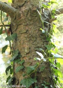 Pinus uncinata subsp. uliginosa – borovice zobanitá blatka, blatka