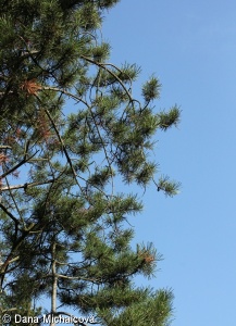 Pinus uncinata subsp. uliginosa – borovice zobanitá blatka, blatka