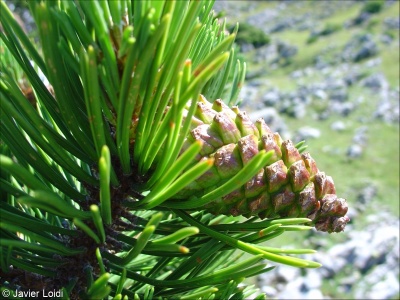 Pinus uncinata – borovice zobanitá, b. pyrenejská